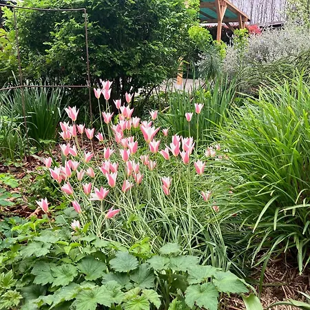 斯塔基住宿加早餐旅馆 乌迪内